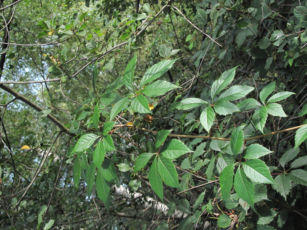 Parthenocissus inserta